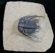 Spiny Leonaspis Trilobite - Great Prep #13763-3